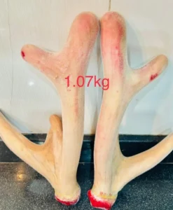 Cặp nhung hươu nhỏ 1,07kg (Liên Hệ Tư Vấn)