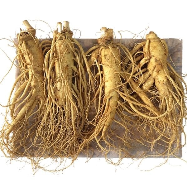 Nhân Sâm Tươi Hàn Quốc 6 Năm Tuổi 4 Củ