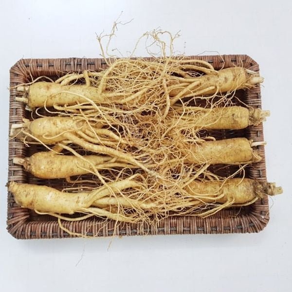 Nhân Sâm Tươi Hàn Quốc 8 Củ